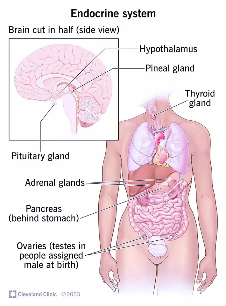 Sistemul endocrin